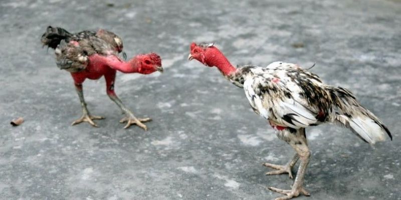 Vần đòn